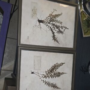Framed Botanical Fern Pressings - Pair